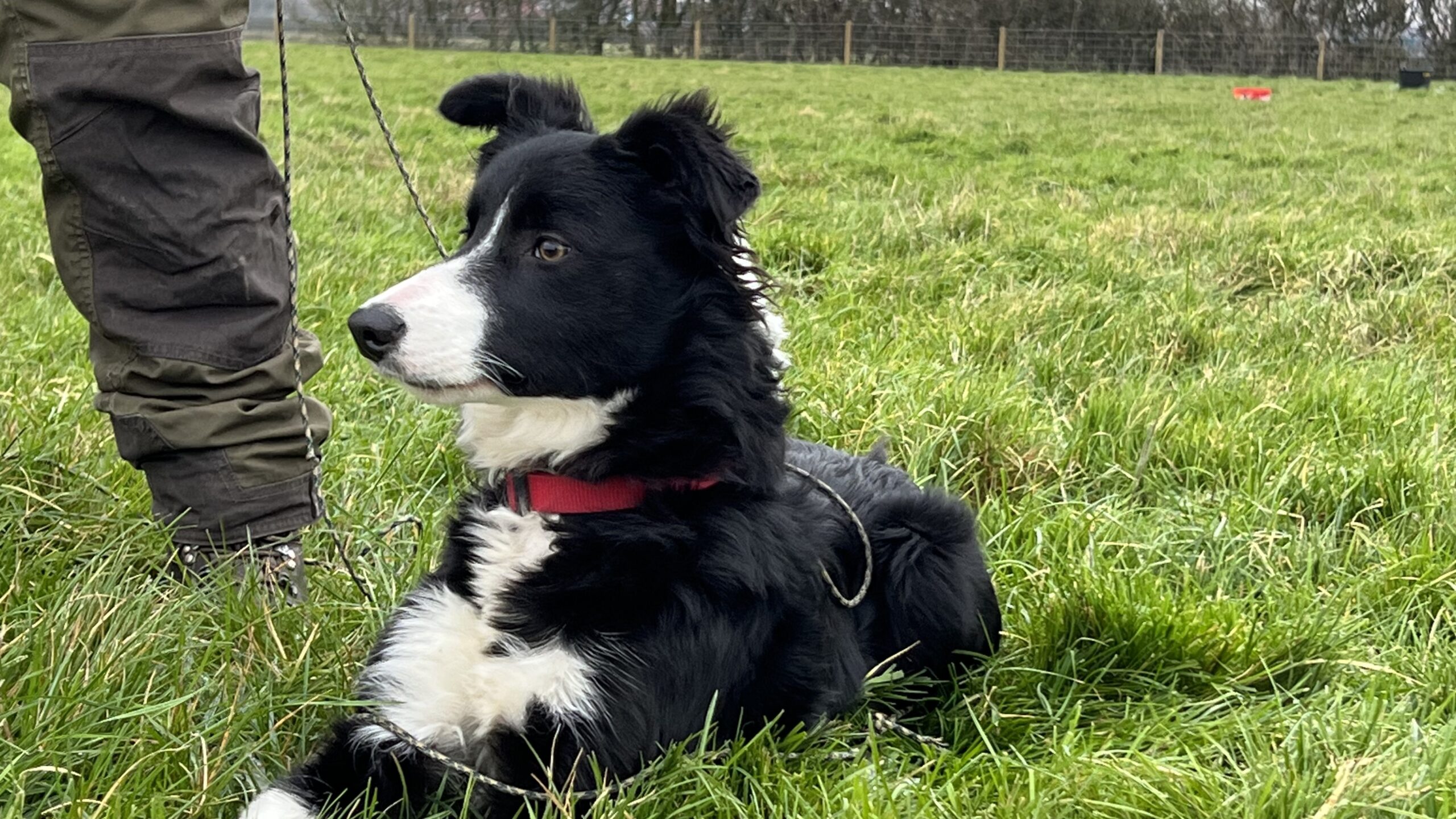 Unwanted store border collies